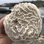 Image result for Brain Coral Fossil. Size: 150 x 150. Source: www.pinterest.com