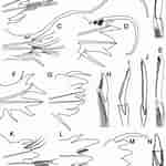 Afbeeldingsresultaten voor "amphicaryon Peltifera". Grootte: 150 x 150. Bron: www.researchgate.net