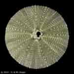 Image result for Strongylocentrotidae. Size: 150 x 150. Source: www.echinology.com
