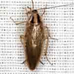 Image result for Procerodella asahinai Geslacht. Size: 150 x 150. Source: bugguide.net