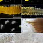 Image result for "polydora Paucibranchiata". Size: 150 x 150. Source: www.researchgate.net