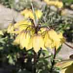 Image result for "fritillaria Helena". Size: 150 x 150. Source: order.eurobulb.nl