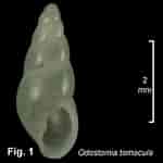 Image result for "odostomia Conoidea". Size: 150 x 150. Source: www.seashellsofnsw.org.au