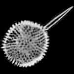 Image result for "plegmosphaera Pachyplegma". Size: 150 x 150. Source: autoradio.cerege.fr