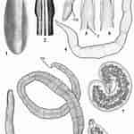 Image result for Amphiporus lactifloreus. Size: 150 x 150. Source: www.researchgate.net