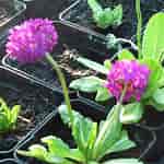 Afbeeldingsresultaten voor "primula Denticulata". Grootte: 150 x 150. Bron: wetland-plants.co.uk