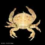 Image result for Euryxanthops orientalis Feiten. Size: 150 x 150. Source: www.crustaceology.com