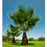 Image result for Washingtonia filifera Palm Tree. Size: 150 x 150. Source: www.turn-it-tropical.co.uk