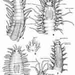 Afbeeldingsresultaten voor Syllidae Anatomie. Grootte: 150 x 150. Bron: www.researchgate.net