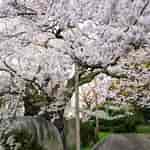 Image result for しずか桜. Size: 150 x 150. Source: ameblo.jp