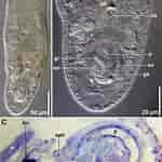 Image result for "rhynchonerella Gracilis". Size: 150 x 150. Source: www.researchgate.net