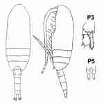 Image result for "clausocalanus Pergens". Size: 150 x 150. Source: www.obs-vlfr.fr