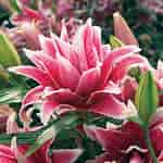 Image result for "lilyopsis Rosea". Size: 150 x 150. Source: www.pinterest.com
