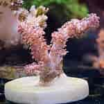 Image result for Stereonephthya. Size: 150 x 150. Source: www.marinefarmers.com
