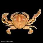 Image result for "izanami Curtispina". Size: 150 x 150. Source: www.crustaceology.com