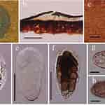 Image result for "plocamionida Ambigua". Size: 150 x 150. Source: www.researchgate.net