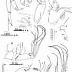 Afbeeldingsresultaten voor "corycaeus Crassiusculus". Grootte: 150 x 150. Bron: www.researchgate.net