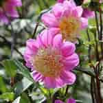 Image result for Dahlia Anemone Flower. Size: 150 x 150. Source: order.eurobulb.nl