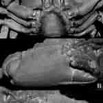 Image result for Euryxanthops Orientalis Anatomie. Size: 150 x 150. Source: www.researchgate.net