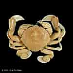 Afbeeldingsresultaten voor "izanami Curtispina". Grootte: 150 x 150. Bron: www.crustaceology.com