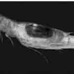 Image result for "eukrohnia Hamata". Size: 150 x 150. Source: www.researchgate.net