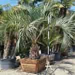 Image result for Small Palm Plant Butia capitata. Size: 150 x 150. Source: midvalleytrees.com