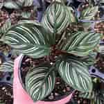 Image result for Calathea Bloom. Size: 150 x 150. Source: greengardenfacts.com