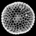 Image result for "plegmosphaera Pachyplegma". Size: 150 x 150. Source: autoradio.cerege.fr