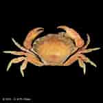Image result for Euryxanthops Orientalis Anatomie. Size: 150 x 150. Source: www.crustaceology.com
