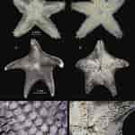 Image result for Asteriidae Feiten. Size: 150 x 150. Source: www.researchgate.net