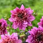 Image result for Dahlia Anemone Flower. Size: 150 x 150. Source: blog.longfield-gardens.com
