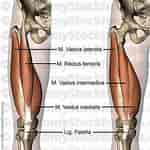 Image result for Musculus Quadriceps femoris. Size: 150 x 150. Source: www.anatomystockimages.com