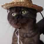 猫用帽子 兜 に対する画像結果.サイズ: 150 x 150。ソース: item.rakuten.co.jp