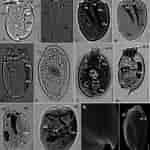 Image result for "pterocyrtidium Dogieli". Size: 150 x 150. Source: www.researchgate.net