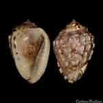 Image result for "cassis Flammea". Size: 150 x 150. Source: www.colleconline.com