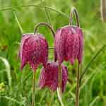 Image result for "fritillaria Formica". Size: 150 x 150. Source: www.whiteflowerfarm.com