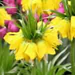 Image result for "fritillaria Helena". Size: 150 x 150. Source: florapont.hu