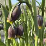 Image result for "fritillaria Formica". Size: 150 x 150. Source: harleynursery.co.uk