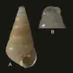Image result for "odostomia Conoidea". Size: 150 x 150. Source: www.researchgate.net