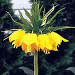 Image result for "fritillaria Sargassi". Size: 150 x 150. Source: dengarden.com