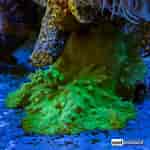 Afbeeldingsresultaten voor Cabbage Leather Coral. Grootte: 150 x 150. Bron: reefbuilders.com