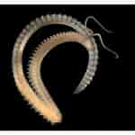 Image result for Spionida Anatomie. Size: 150 x 150. Source: lifecatalog.ru