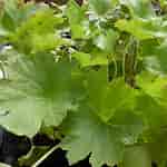 Image result for Darmera peltata native Umbrella Plant. Size: 150 x 150. Source: www.wetland-plants.co.uk