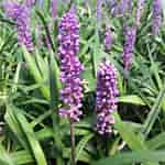 Image result for Liriope muscari. Size: 150 x 150. Source: littleprinceplants.com