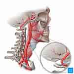 Image result for Normvariante der Arteria vertebralis Mit Kurzstreckiger Doppelung. Size: 150 x 150. Source: www.pinterest.com