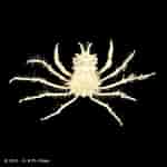 Afbeeldingsresultaten voor "prosuberites Longispinus". Grootte: 150 x 150. Bron: www.crustaceology.com