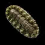 Image result for Kleine borstelkeverslak Geslacht. Size: 150 x 150. Source: www.beachexplorer.org
