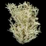 Image result for "clathria Coralloides". Size: 150 x 150. Source: flora-obscura.de