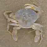 Image result for Gewone zwemkrab Anatomie. Size: 150 x 150. Source: www.strandwerkgemeenschap.nl