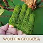 Image result for "tuscaretta Globosa". Size: 150 x 150. Source: holisticchefacademy.com